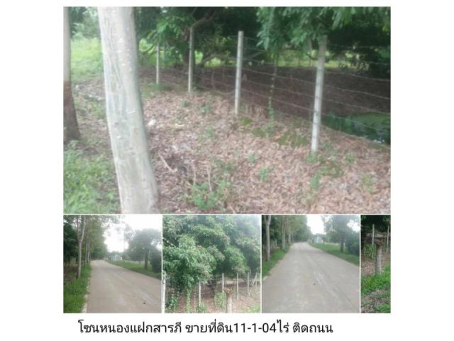 โซนหนองแฝกสารภี ขายที่ดิน11-1-04ไร่ ติดถนนคอนกรีต หน้ากว้าง50เมตร ถนนคอนกรีตกว้าง6เมตร ไฟ น้ำ ถึง ห่างถนนต้นยาง5กิโลเมตร
