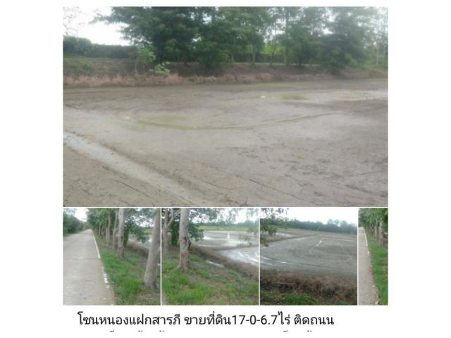 โซนหนองแฝกสารภี ขายที่ดิน17-0-6.7ไร่ ติดถนนคอนกรีต หน้ากว้าง116เมตร ถนนคอนกรีตกว้าง6เมตร ไฟ น้ำ ถึง ห่างถนนต้นยาง5กิโลเม
