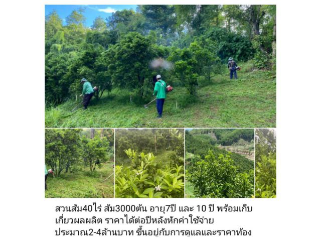 สวนส้ม40ไร่ ส้ม3000ต้น อายุ7ปี และ 10 ปี พร้อมเก็บเกี่ยวผลผลิต ราคาได้ต่อปีหลังหักค่าใช้จ่าย ประมาณ2-4ล้านบาท