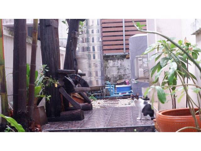FOR RENT บ้านแฝด หมู่บ้านบ้านฟ้าปิยรมณ์