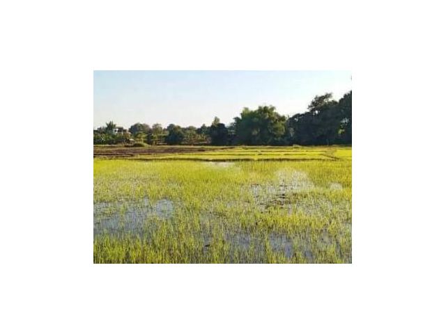 ที่นาบ้านหนองก๋าย อ.แม่แตง
