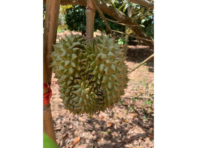 สวนทุเรียนแปลงเล็ก