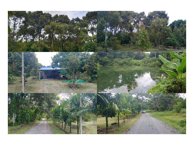 เสนอขายสวนทุเรียน ใกล้คลองใหญ่ และติดสระหลวง เนื้อที่ 3 ไร่ พิกัดวังแซ้ม (อยู่แถววัดปึก) จันทบุรี