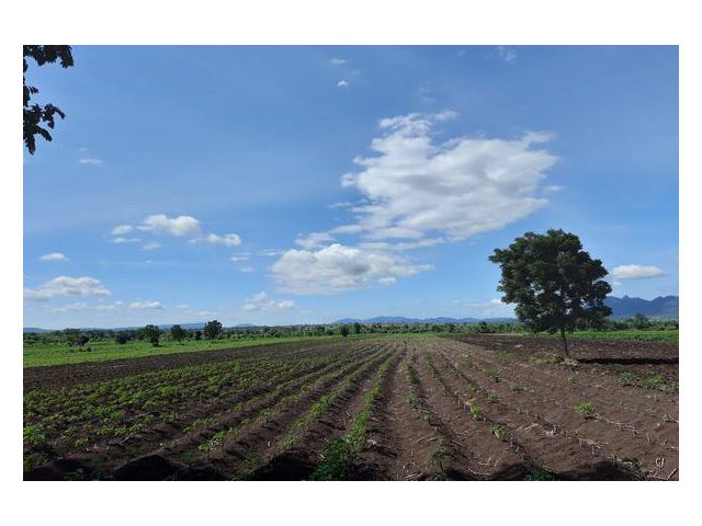 ขาย.ที่ดิน5ไร่(โฉนด) ต.นาโสม อ.ชัยบาดาล จ.ลพบุรี