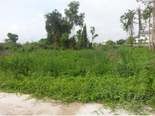 ที่ดินขาย : ที่ดิน ย่านบางบ่อ