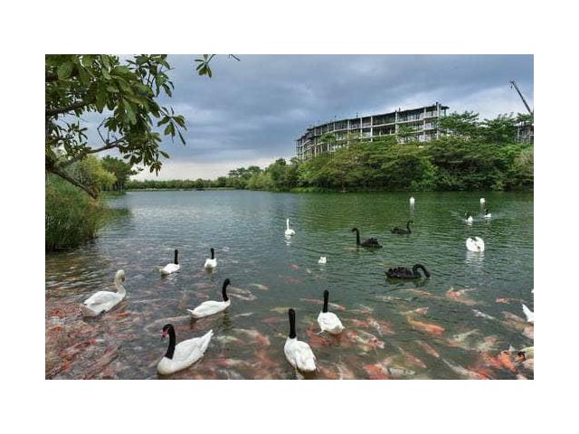 ขายคอนโดเขาใหญ่ สวอนเลคเขาใหญ่ Swan Lake Khao Yai  คอนโดที่เหมาะกับการพักผ่อนอย่างแท้จริง ห้องสวยติดเลคแบบ Front View