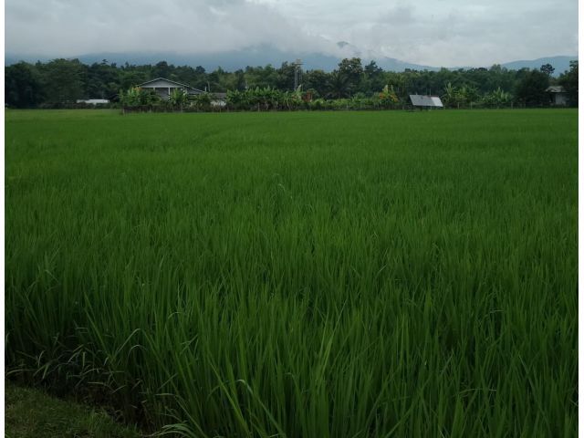 ที่นาบ้านอ้อย อ.แม่ริม