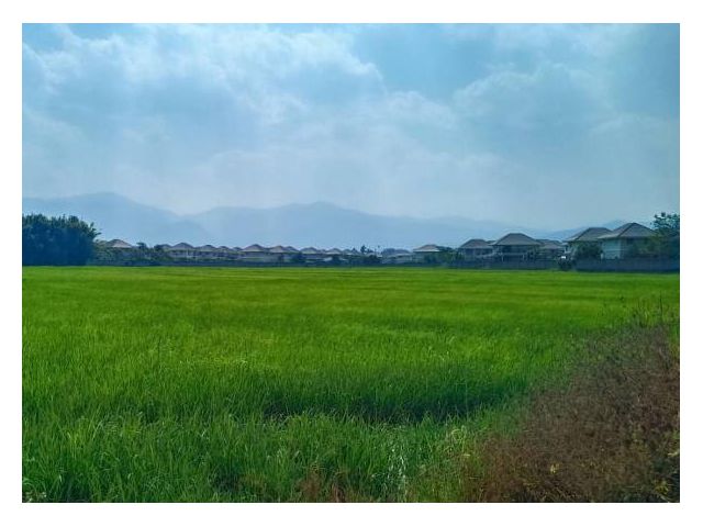ที่นา ต.สันโป่ง อ.แม่ริม