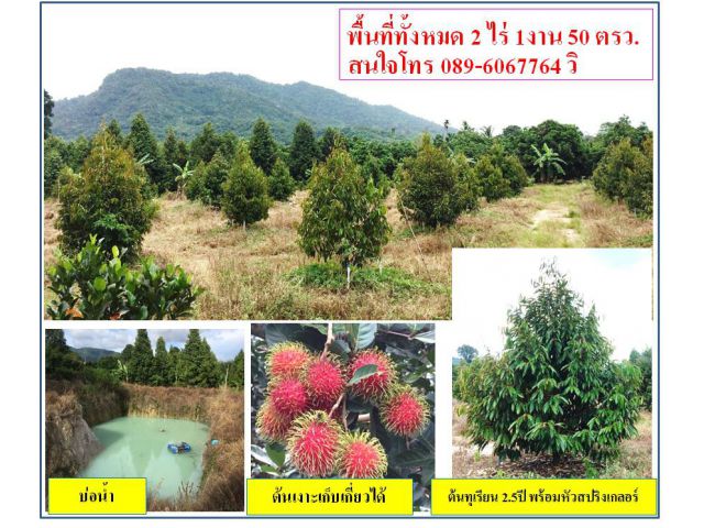 ขายสวนทุเรียน 2 ไร่ 1 งาน 50 ตารางวา  จังหวัดระยอง ( เจ้าของขายเอง )