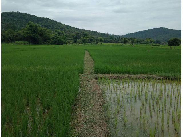 ที่นาวิวดอย สันกำแพง เชียงใหม่
