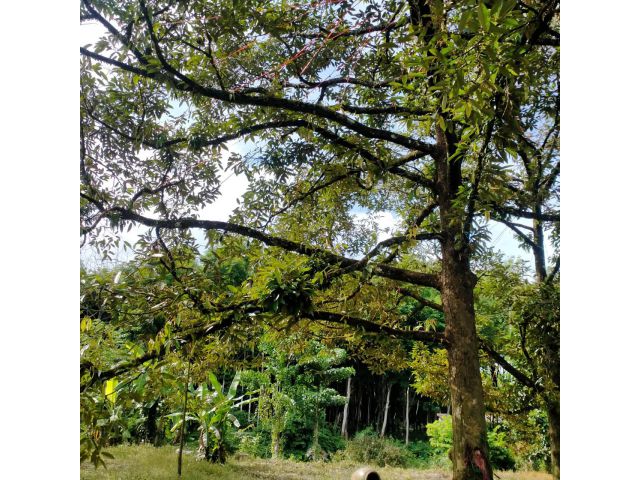 บ้านพร้อมสวนสวย ติดลาดยาง พ้อมสานต่องานในสวน