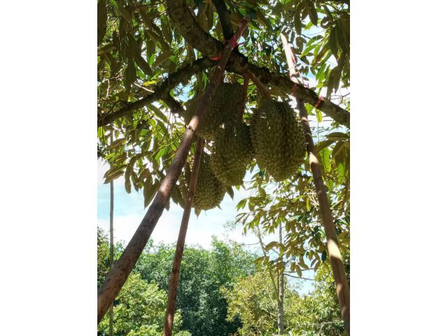 สวนทุเรียน แปล็กเล็กวิวเนินสูง