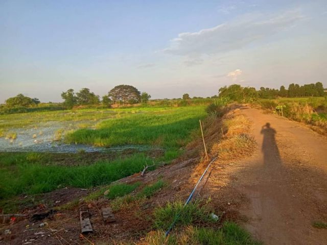 ขายที่ดิน 20 ไร่ อ.ผักไห่ จ.อยุธยา