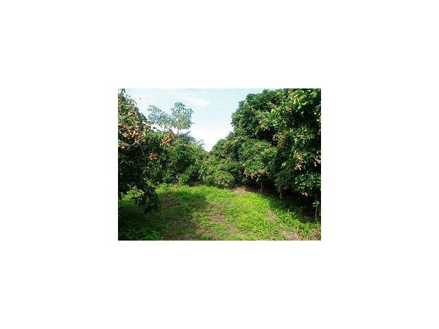 ขายที่ดิน ต.ร้องวัวแดง อ. สันกำแพง จ.เชียงใหม่