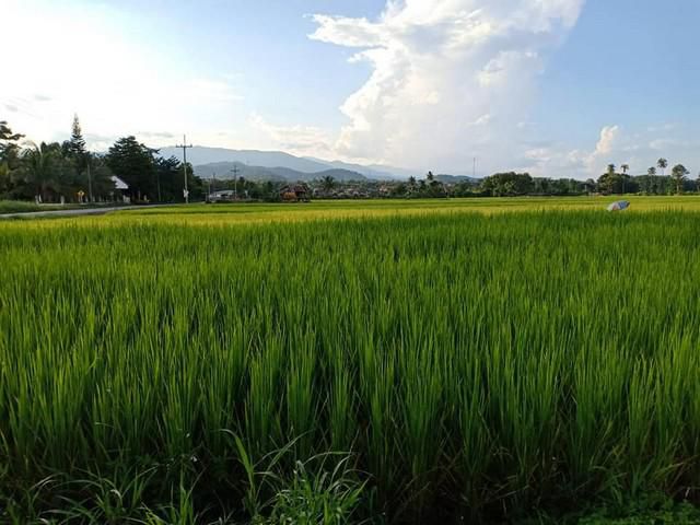 ขายที่พร้อมโอนริมน้ำน่าน ท่าวังผา จังหวัดน่าน 