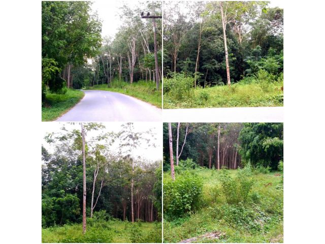 ขายที่ดินนาหม่อมบ้านต้นปริง