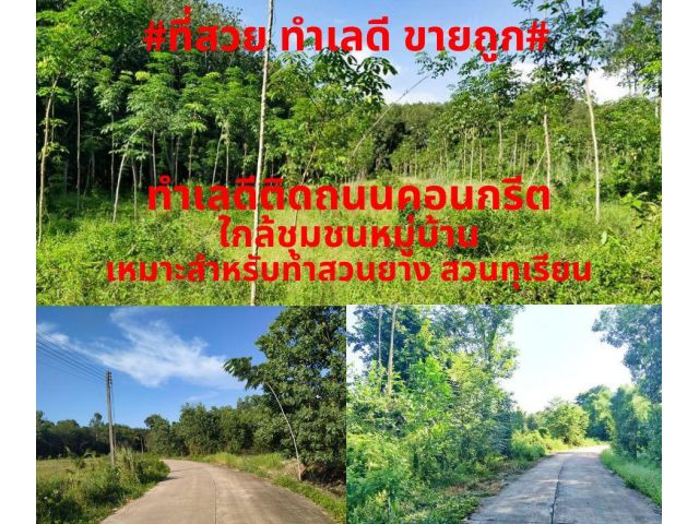 #ที่สวยทำเลดี#ขายที่ดินสวนยาง 2-3ปี เนื้อที่ 5 ไร่ ต.ชากโดน อ.แกลง จ.ระยอง ราคาเหมา 2,000,000 บาท *ฟรีค่าโอน*