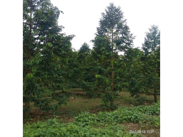 สวนทุเรียนสวย