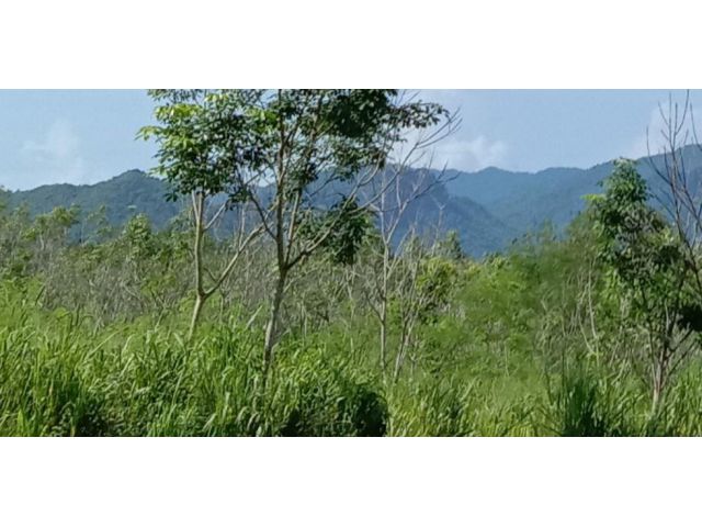 ขายที่ดินเกษตร 7 ไร่ บนเนิน ชายเขา ใก้ลเคียงมีบ้านคนหลายหลัง