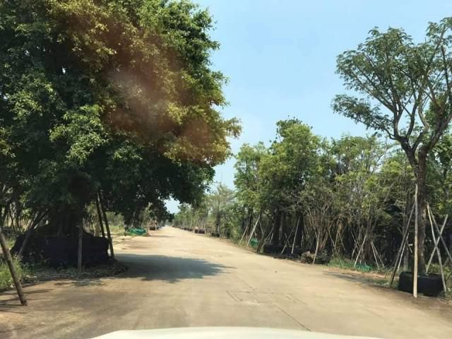 ที่ดินสวยราคาถูก ซ.ต้นไม้ใหญ่ คลอง 9