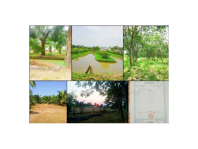 ขายที่ดินติดถนนคลองชลประทานที่ 10 ตำบลบึงบา หนองเสือ จ.ปทุมธานี