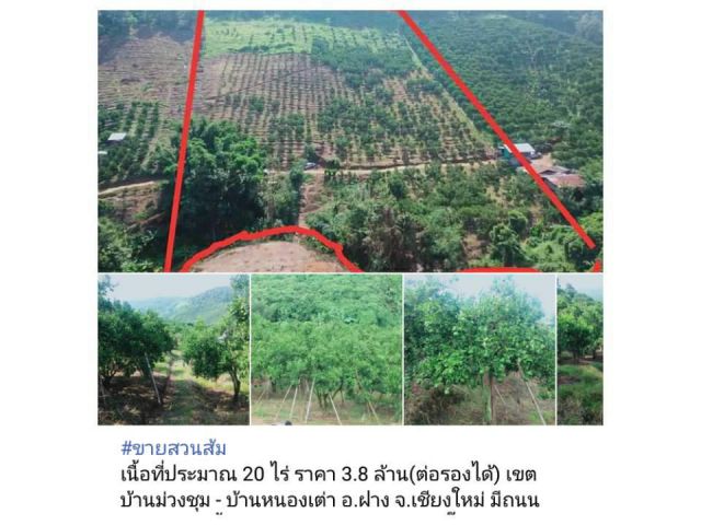 #ขายสวนส้ม  เนื้อที่ประมาณ 20 ไร่ ราคา 3.8 ล้าน(ต่อรองได้) เขตบ้านม่วงชุม - บ้านหนองเต่า อ.ฝาง จ.เชียงใหม่ มีถนนเข้าถึงส