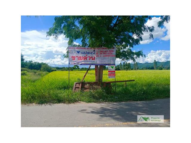 ที่ดิน5-3-0 ไร่  อ.ด่านมะขามเตี้ย กาญจนบุรี