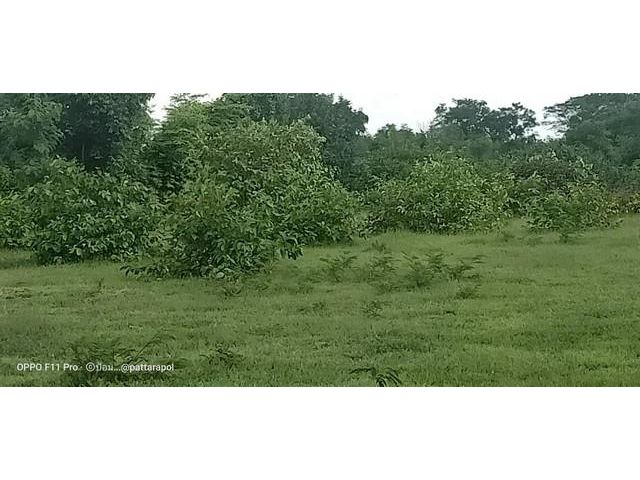 ขายที่ดินแปลงสวย  ราคาโดนใจ