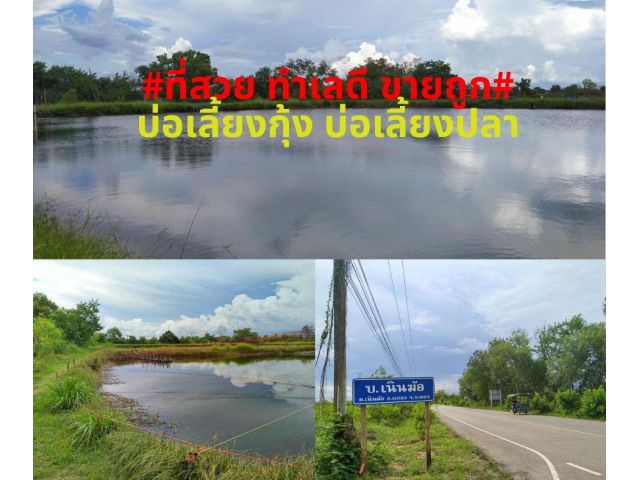 ขายที่สวยทำเลดี ขายถูกๆที่ดินบ่อเลี้ยงกุ้ง บ่อเลี้ยงปลาเนื้อที่ 14 ไร่ ต.เนินฆ้อ อ.แกลง จ.ระยอง ไร่ละ 300,000 บาท