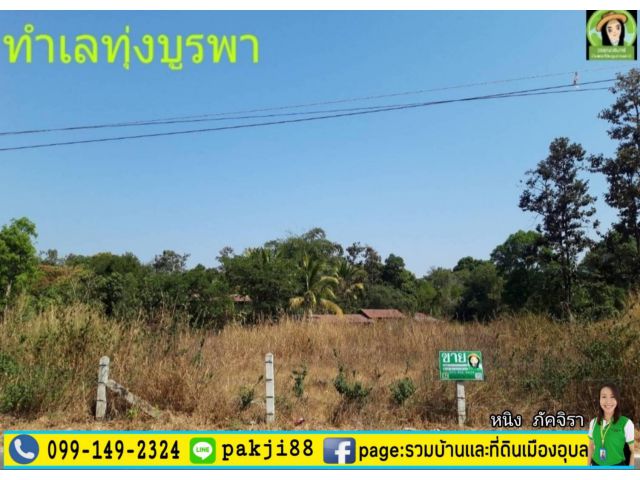 ที่ดินสร้างบ้าน โซนสนามกีฬาทุ่งบูรพา/ใกล้ศาลากลางหลังใหม่อุบลฯ