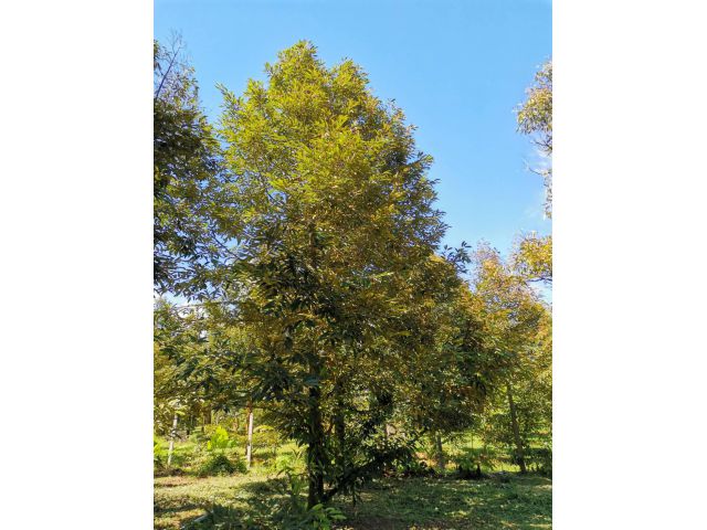 สวนทุเรียนพร้อมล้งแปลงใหญ่