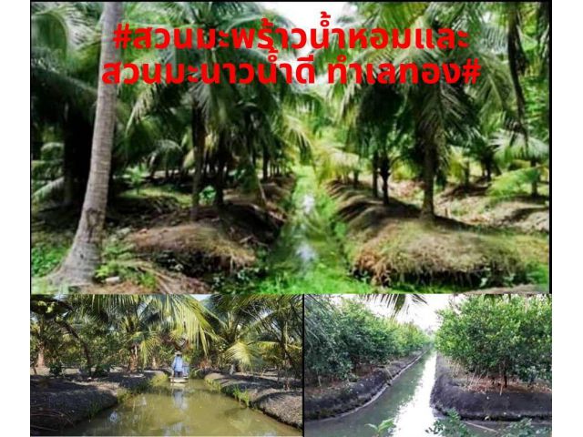 #ขายที่สวนมะพร้าวน้ำหอมและสวนมะนาวน้ำดี ทำเลทอง เนื้อที่ 4ไร่  พิกัด ต.สัมปทวน อ.นครชัยศรี จ.นครปฐม ไร่ละ 2,000,000บาท