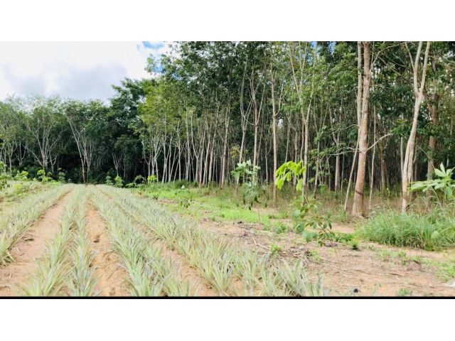 ที่ดินสวนยางราคาถูก