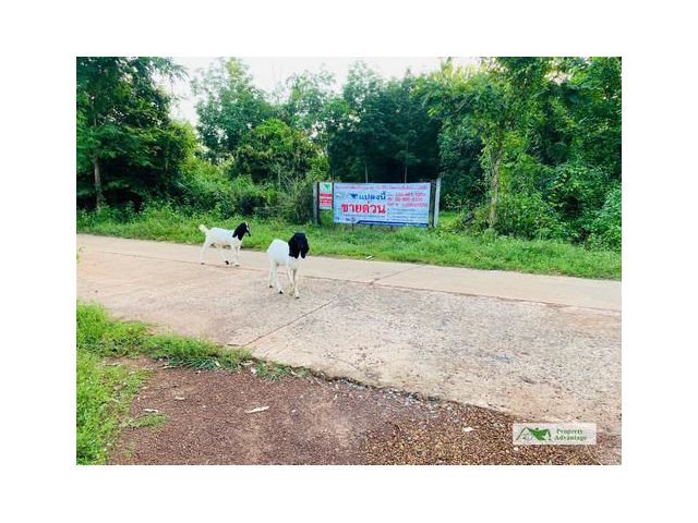 ขายที่ดิน 37-2-80 ไร่ ต.นาพู่  อ.เพ็ญ  อุดรธานี