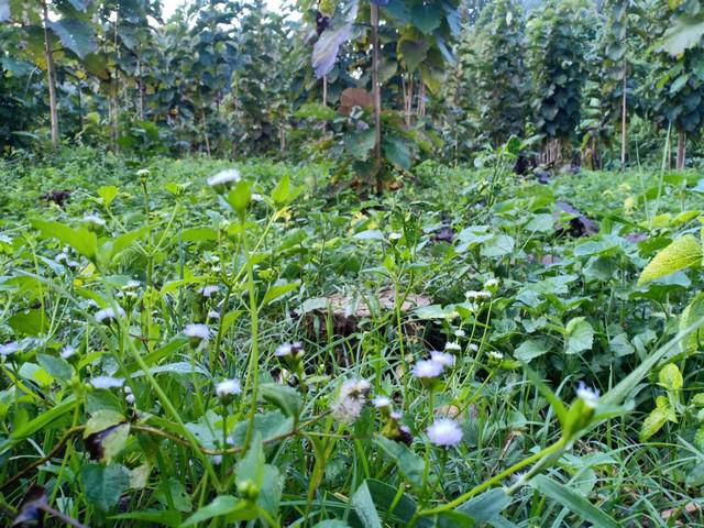 หากสนใจที่สวย นี่เลย ที่ดินติดลำธาร จังหวัดน่าน 