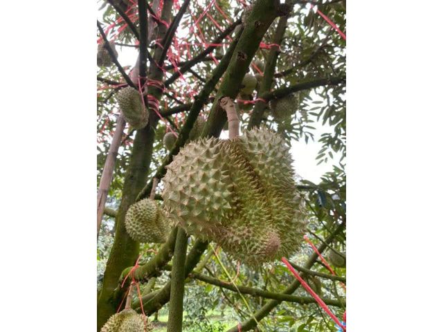 สวนทุเรียนผสม ใกล้เมือง ติดลำธารและถนน