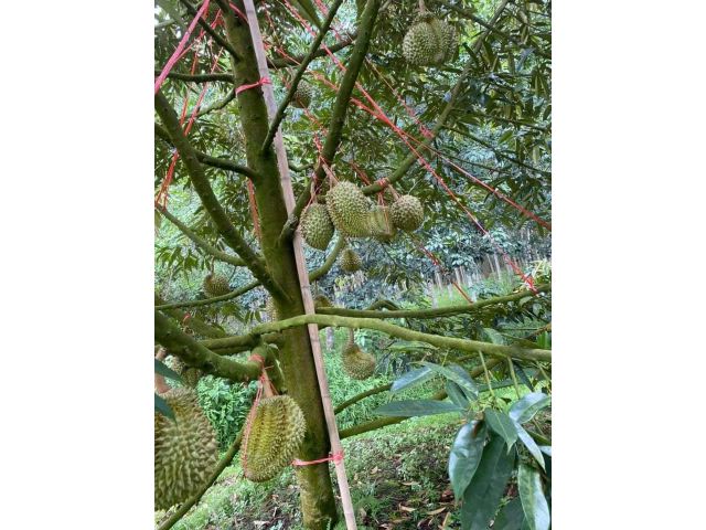 สวยทุเรียนแปลงเล็กมือใหม่หัดทำ