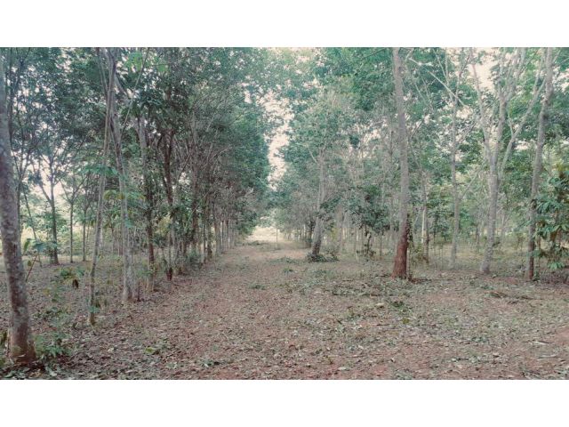 สวนยางราคาถูก ติดถนน