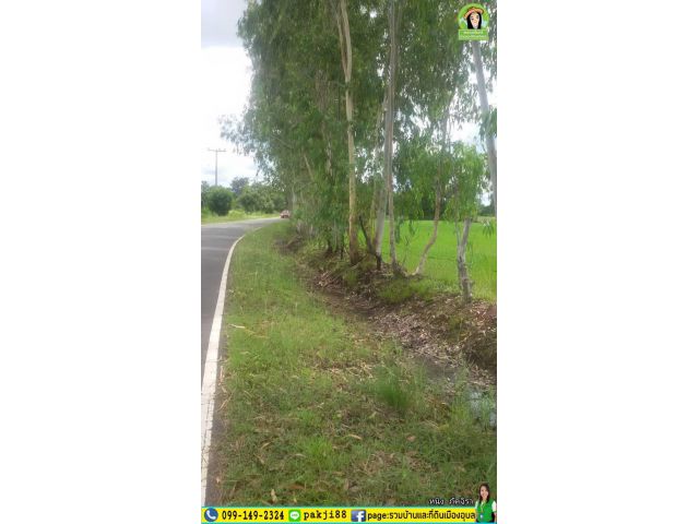 ที่นา 5 ไร่กว่า บ้านหนองไข่นก/ ม่วงสามสิบ ราคา 1.6 ล้าน