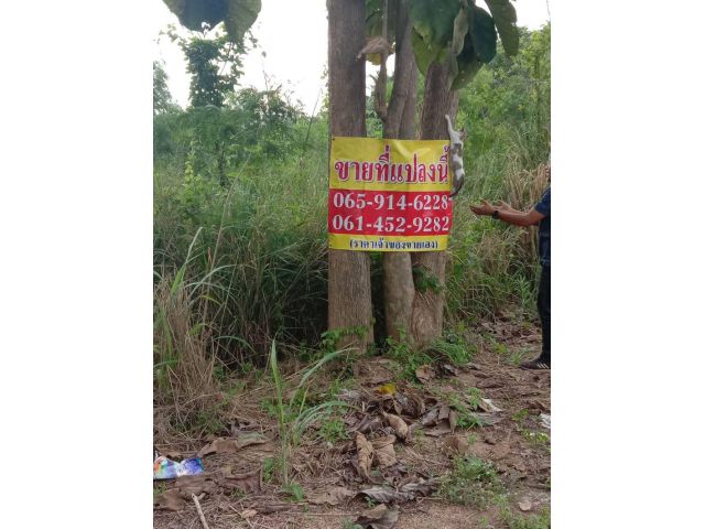 ขายที่ดินวิวสวยบนเนินวัดเขาตะแบกใกล้ถนน 331 เนื้อที่ 13-2-08ไร่ ต.หนองขาม อ.ศรีราชา จ.ชลบุรี
