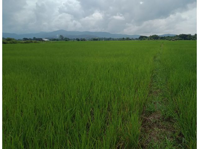 ที่นาอ.แม่แตง เชียงใหม่