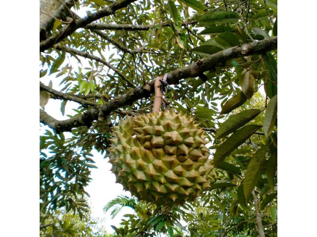 สวนทุเรียนในเมืองติดถนน ใกล้ทะเล ทำสวน สร้างบ้านพัก วัยเกษียณ