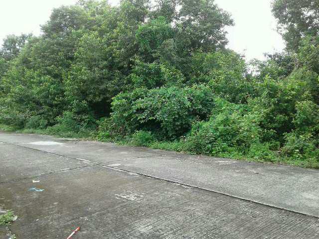 ที่ดิน 200 ตรว. ถนนเลียบวารี 69 ต.โคกแฝด หนองจอก