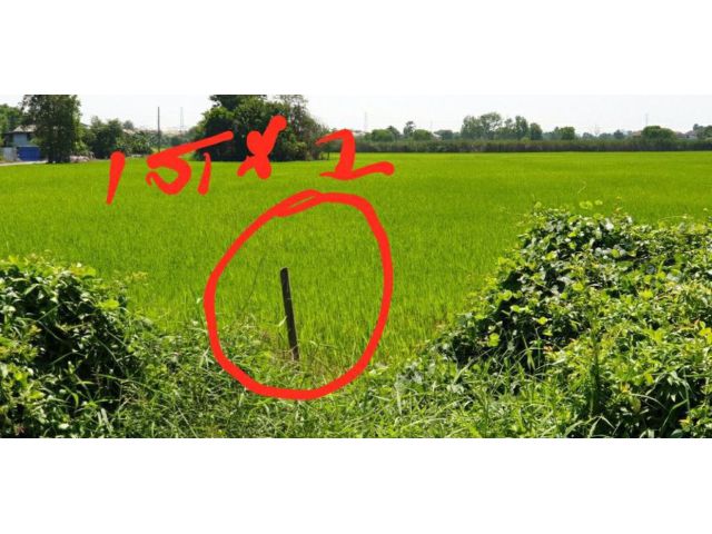 PP505ขายที่ดินที่อบต.สวนพริกไทย 5 ไร่ เมืองปทุมธานี