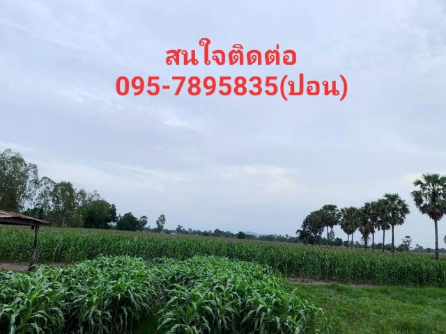 #ขายที่ดินทำเลทองตาคลี นครสวรรค์ ขายถูก#ที่ดินเปล่าเนื้อที่ 81-3-11ไร่ ติดถนนลาดยาง หน้ากว้าง 515ม. ต.หัวหวาย อ.ตาคลี จ.นครสวรรค์