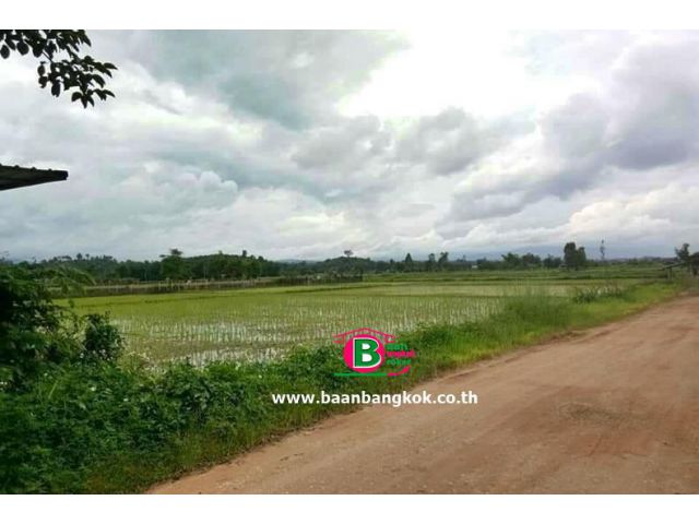 ที่ดินเปล่า ใกล้โป่งน้ำร้อน ต.ป่าตึง เนื้อที่ 1-1-86 ไร่ ถนนพหลโยธิน (1016) อ.แม่จัน จ.เชียงราย