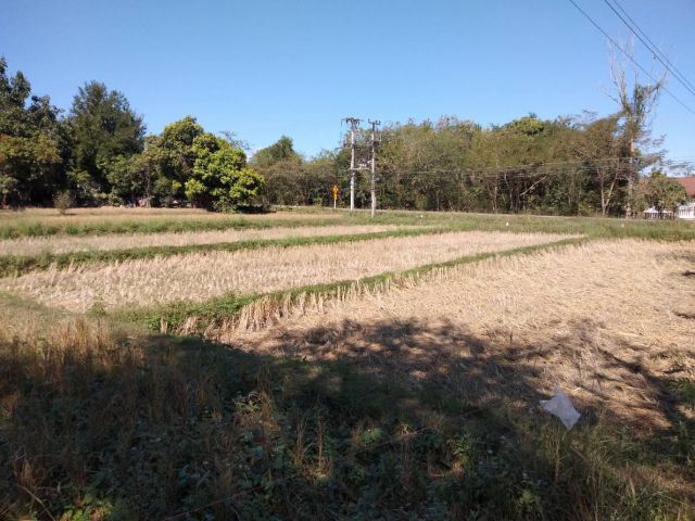 ขายที่ดินโฉนด 2 ไร่ อ.เชียงคาน จ.เลย