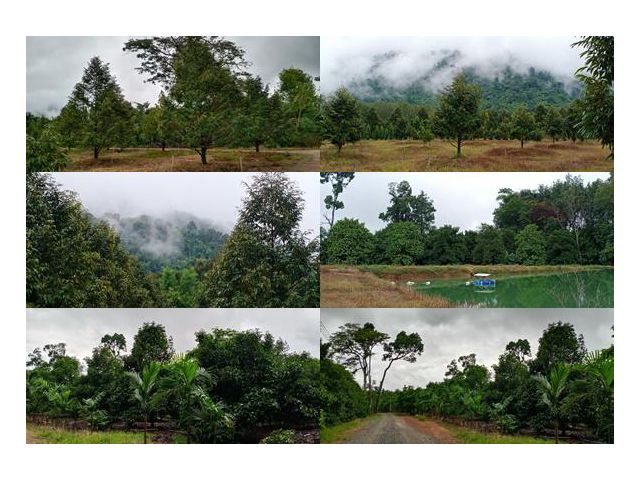 เสนอขายสวนทุเรียนและมังคุด แปลงสวย ใกล้เขา ติดคลอง เนื้อที่ 55 ไร่กว่าๆ ตะเคียนทอง อำเภอเขาคิชฌกูฎ จันทบุรี