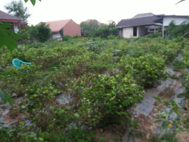 ขายที่ดินแปลงสวย 207 ตร-ว. มีน้ำ - ไฟ พร้อม