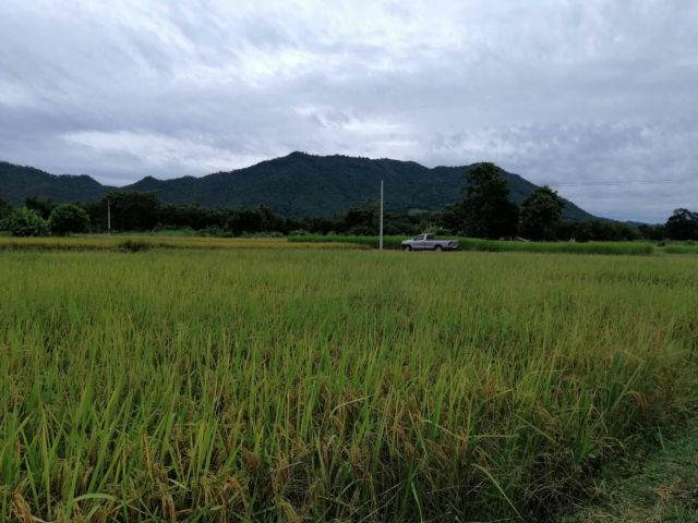 ขายที่ดินสวยๆสำหรับสร้างบ้าน ทำที่พักตากอากาศ โฉนด 2 ไร่ครึ่ง อ.เชียงคาน